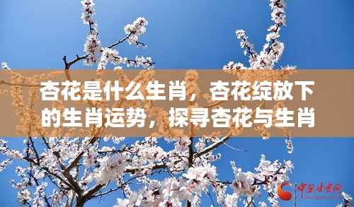杏花与生肖,探寻运势奥秘,绽放下的生肖情缘揭秘
