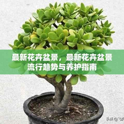 最新花卉盆景流行趋势及养护指南