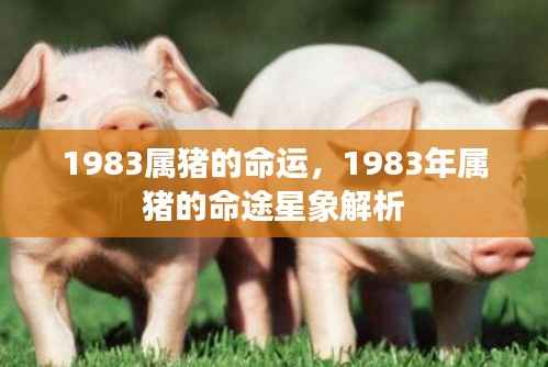 1983年属猪命运与星象解析，猪的命途揭秘
