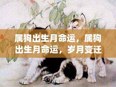 岁月变迁中的生肖狗命运,属狗出生月的命运解析