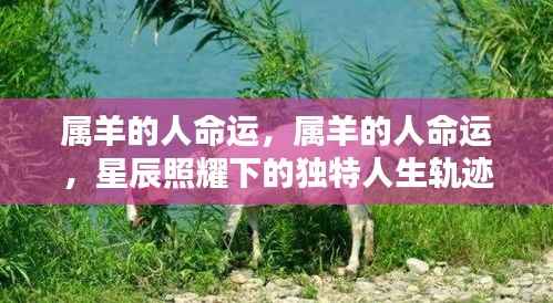 星辰照耀下的属羊人独特命运轨迹