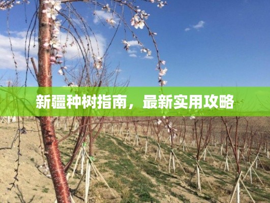 新疆种树指南,最新实用攻略