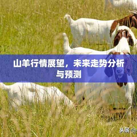 山羊行情展望,未来走势分析与预测