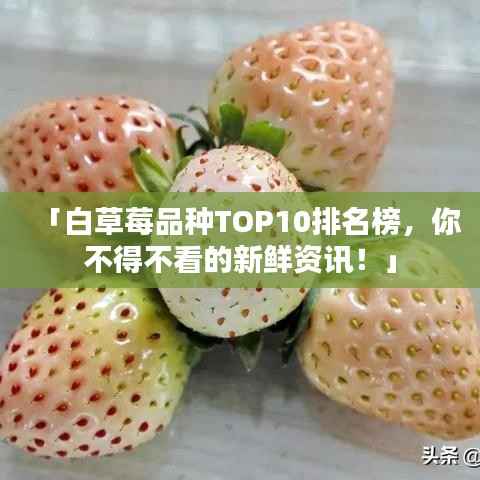 「白草莓品种TOP10排名榜,你不得不看的新鲜资讯!」